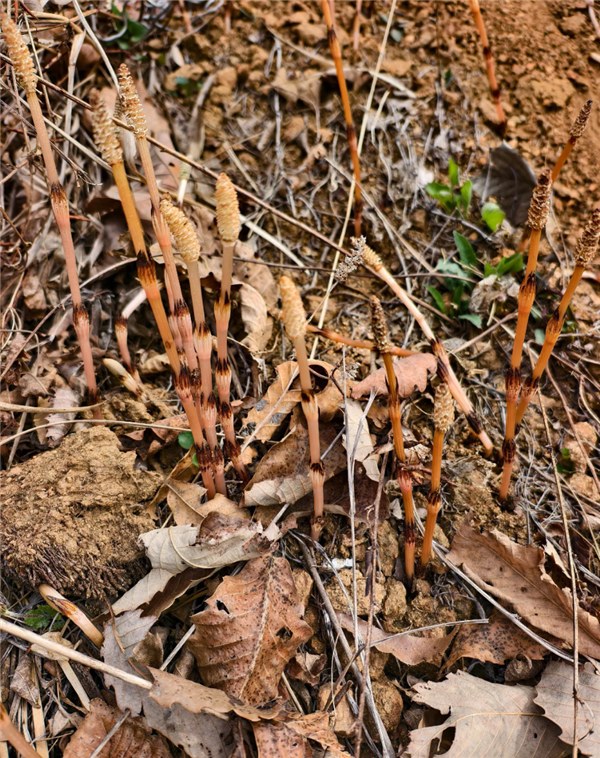 You are currently viewing 8岁男孩爬山识草预判山下藏金矿 与AI给出的结果高度吻合